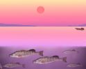 graf-pink-we-555.jpg