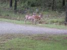 Deer_s feeding spot.jpg