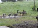 Greese spring 04.jpg