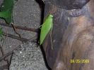 Bug_on_the_Step.jpg