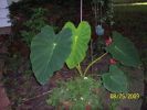 Elephant_Ears.jpg