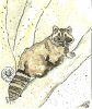 Raccoon.jpg