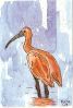 Scarlet_Ibis.jpg