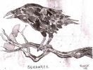 Squawker.jpg