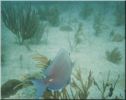 Scuba10.jpg