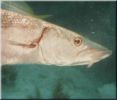 Scuba11.jpg