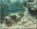 Scuba12.jpg