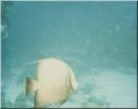 Scuba14.jpg