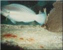 Scuba19.jpg