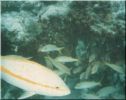 Scuba21.jpg