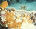 Scuba23.jpg