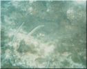 Scuba30.jpg
