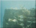 Scuba32.jpg