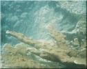 Scuba33.jpg