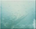 Scuba35.jpg