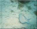 Scuba38.jpg