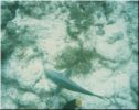 Scuba39.jpg