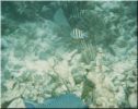 Scuba40.jpg