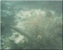 Scuba41.jpg