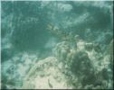 Scuba42.jpg