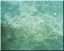 Scuba46.jpg