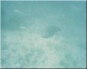 Scuba47.jpg