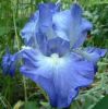 Filename=02 iris.jpg
Filesize=28KB
Dimensions=425x429
Date added=May 25, 2005 02 iris.jpg