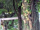 Filename=PICTURE 010 squirrel.jpg
Filesize=467KB
Dimensions=800x600
Date added=Aug 12, 2005 PICTURE 010 squirrel.jpg
