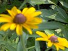 b e susans.JPG