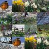 Filename=collage.jpg
Filesize=530KB
Dimensions=1280x1279
Date added=Apr 14, 2005 collage.jpg