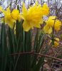 Filename=daffodils6.jpg
Filesize=16KB
Dimensions=211x240
Date added=Apr 06, 2005 daffodils6.jpg