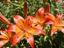 my_tiger_lilies.jpg