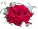 one_rose_1.jpg