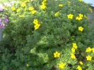 potnttilla_shrub.jpg