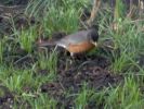 Filename=robin2.jpg
Filesize=76KB
Dimensions=640x480
Date added=May 04, 2005 robin2.jpg