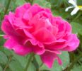 rose17.jpg