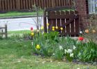 Filename=tulips 051.jpg
Filesize=177KB
Dimensions=944x672
Date added=Apr 21, 2005 tulips 051.jpg