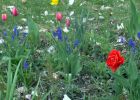 Filename=tulips 4 051.jpg
Filesize=199KB
Dimensions=944x672
Date added=Apr 21, 2005 tulips 4 051.jpg