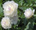 white peonies.jpg