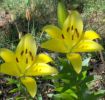 Filename=yellow lilies.JPG
Filesize=219KB
Dimensions=1184x1122
Date added=Jul 02, 2005 yellow lilies.JPG