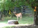 Blue & Deer 7-16-05 003.jpg