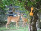 Blue & Deer 7-16-05 008.jpg