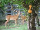 Blue & Deer 7-16-05 009.jpg