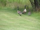 Deer & Geese 7-10-05 008.jpg