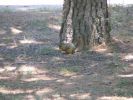 Deer & Squirrel  8-1-05 007.jpg