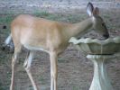 Deer & Squirrel  8-1-05 016.jpg