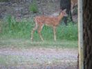 Deer & Squirrel  8-1-05 017.jpg
