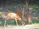 Deer & Squirrel  8-1-05 020.jpg