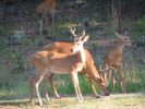 Deer & Squirrel  8-1-05 027.jpg